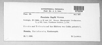 Puccinia calthicola image